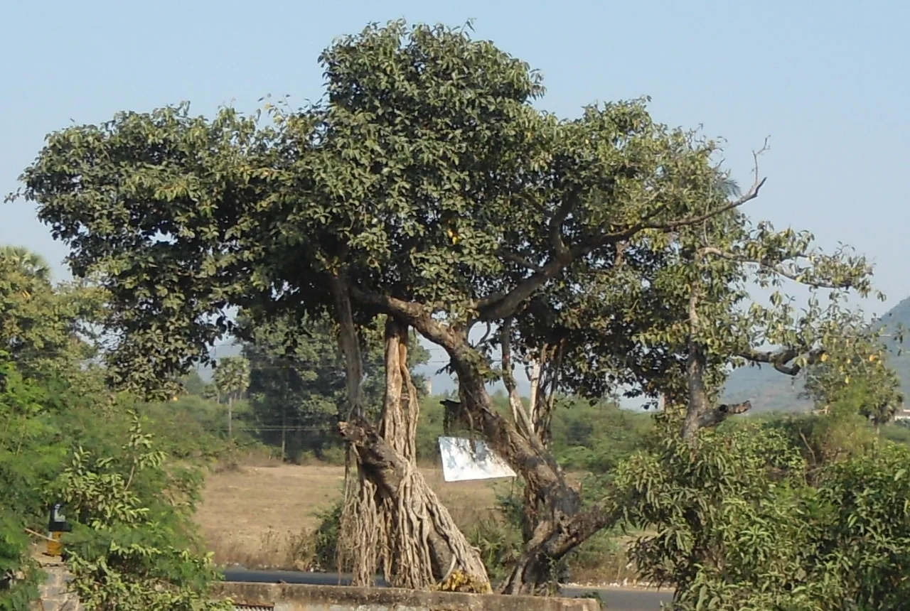 Seek Solitude Among the Whispering Banyan Trees